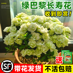 绿巴黎长寿花盆栽带花苞重瓣大花花苗金狐狸室内四季开花卉绿植物