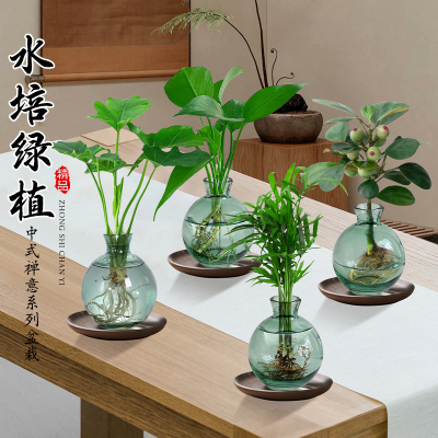 水培植物！禅意风小盆栽！包成活