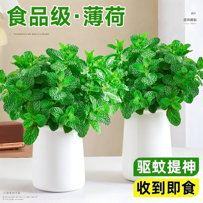 【当天发货】薄荷苗盆栽可食用