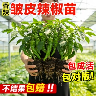 辣椒苗正宗樟树港秧苗四季小米辣螺丝七彩薄皮朝天椒菜园盆栽蔬菜