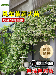 新疆 风车茉莉盆栽大苗开花懒好养藤垂丝爬藤花卉耐寒阳台盆栽 包邮
