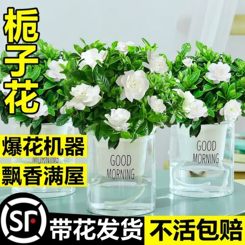 【2盆9.8】栀子花盆栽带花发货