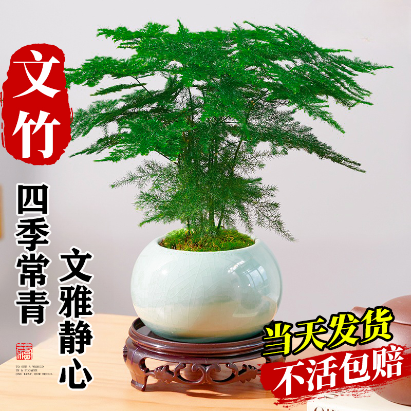 文竹小盆栽室内竹子盆景特大号老桩绿植物摆件办公室桌面四季好养