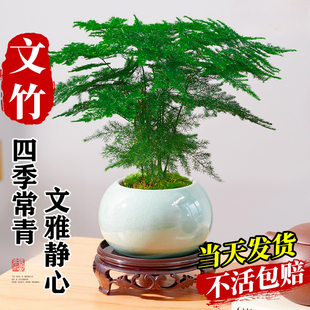 文竹小盆栽室内竹子盆景特大号老桩绿植物摆件办公室桌面四季好养