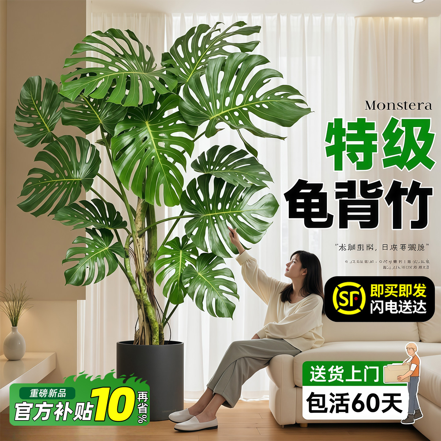 龟背竹客厅大盆栽叶开老桩图片