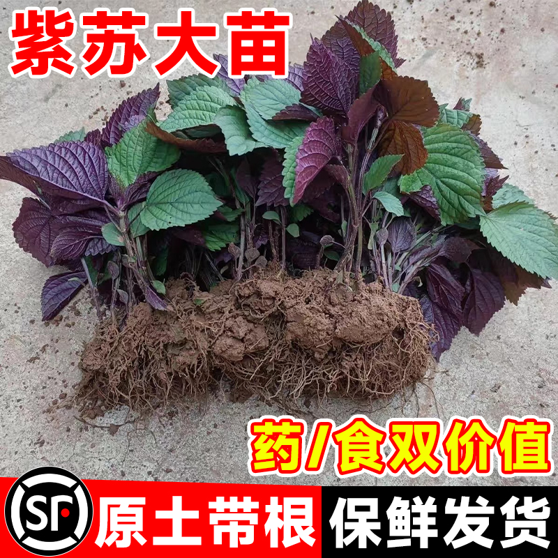 紫苏苗带土盆栽可食用全紫双面紫苏苗籽种子阳台四季鲜活蔬菜秧苗