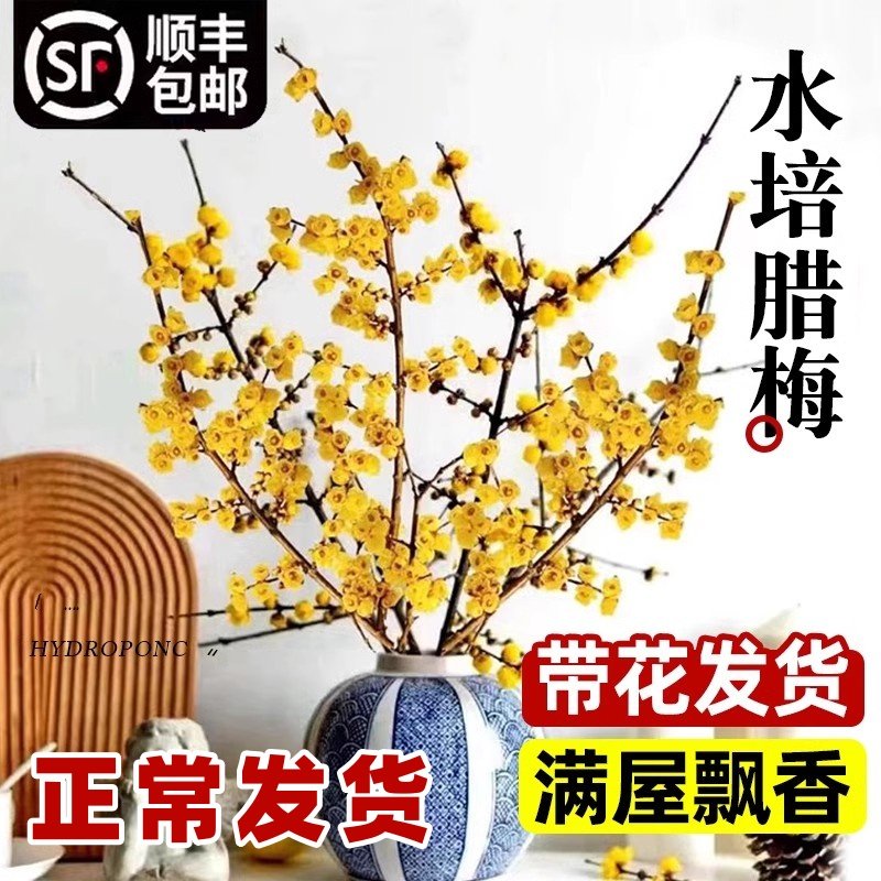 腊梅鲜切花干枝玉兰花水养花期超长的鲜花卉水培植物花束客厅摆设