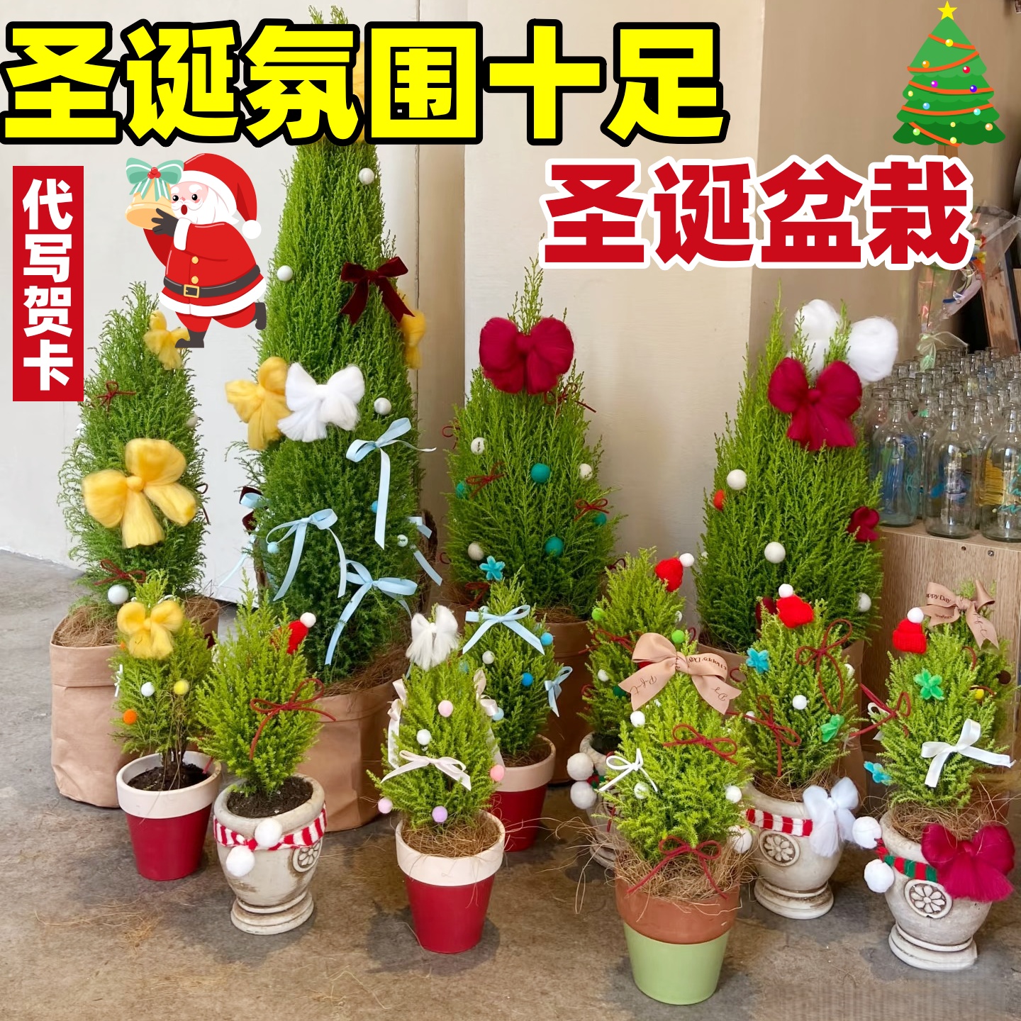 2025新款圣诞树香松盆栽放