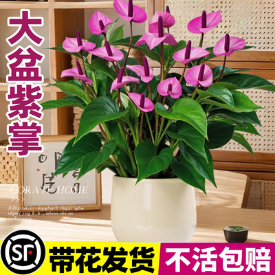 【稀有品种】精品紫掌盆栽带花