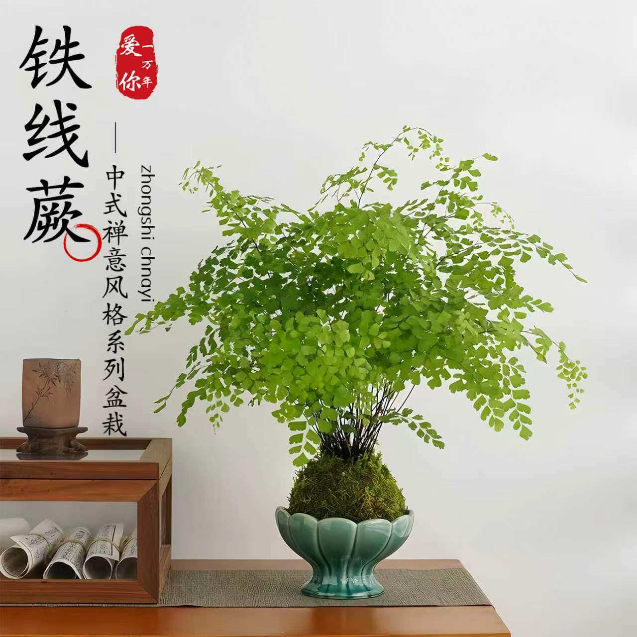 铁线蕨耐阴好养室内绿植苔藓球盆栽水苔附生栽培桌面景观懒人植物