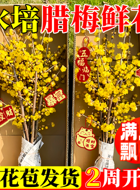 水培腊梅花鲜花干枝鲜切枝条红梅澳洲腊梅真花期超长的家用插花卉