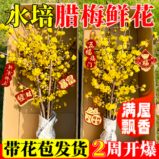 水培腊梅花鲜花干枝鲜切枝条红梅澳洲腊梅真花期超长的家用插花卉
