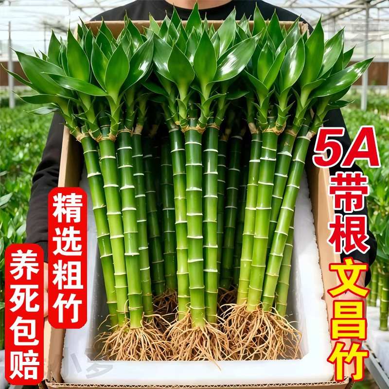 文昌竹龙竹富贵竹水培植物室内好养带根转运竹办公室工位桌面绿植