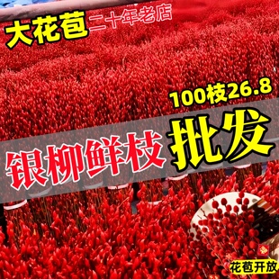 红色银柳真花鲜枝批发客厅摆件盆栽干花基地直发鲜花过新年宵花卉