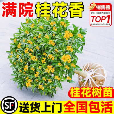 【包成活】四季桂花树庭院大树