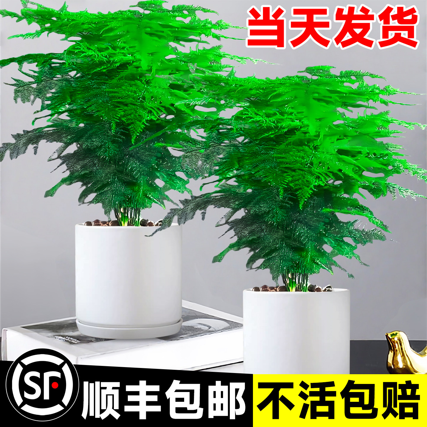 文竹水培盆栽特大号文竹图片