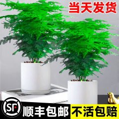 文竹特大号盆栽室内客厅高级感水培小绿植办公室盆景摆件四季好养