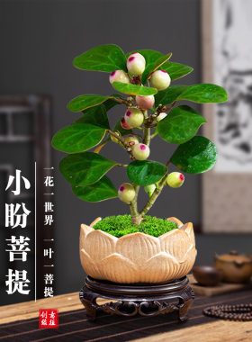 菩提树盆景小盼菩提盆栽中式禅意小盆栽室内观果绿植创意微盆景观