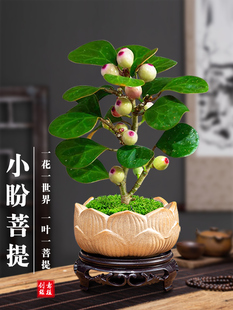 菩提树盆景小盼菩提盆栽中式 禅意小盆栽室内观果绿植创意微盆景观