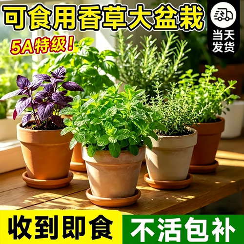 薄荷紫苏罗迷迭香勒香茅草百里香可食用香草盆栽绿植香料驱蚊植物