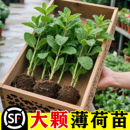 薄荷秧苗可食用室内植物盆栽水培柠檬薄荷叶迷迭香驱蚊草绿植好养
