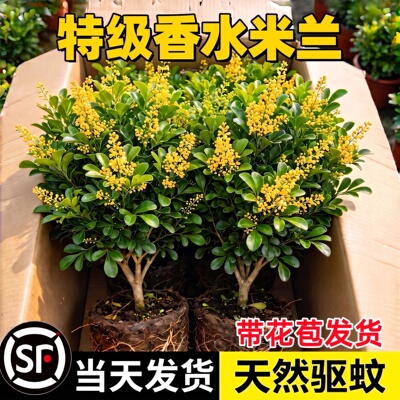 香水米兰花盆栽带苞易养天然驱蚊
