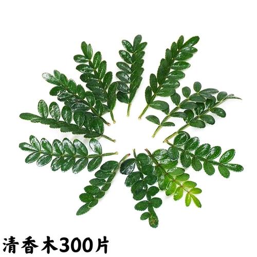 新鲜胡椒木清香叶子金蛋糕