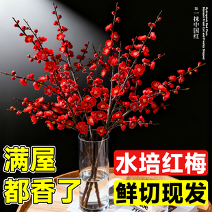 红梅干枝水培真花鲜枝室内腊梅花鲜花家用插花鲜切花花卉绿植植物