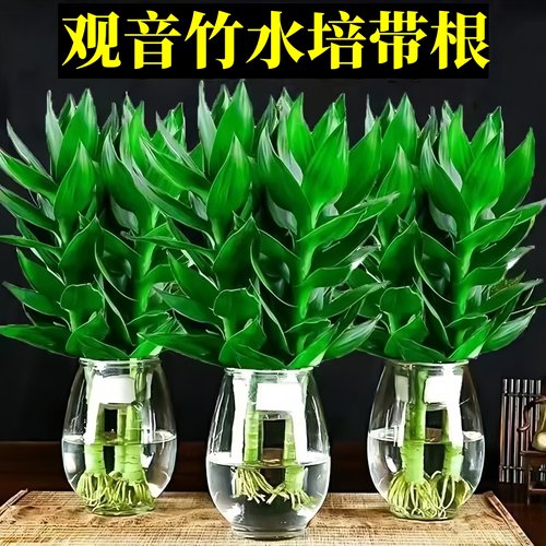 观音竹水培好养带根富贵竹