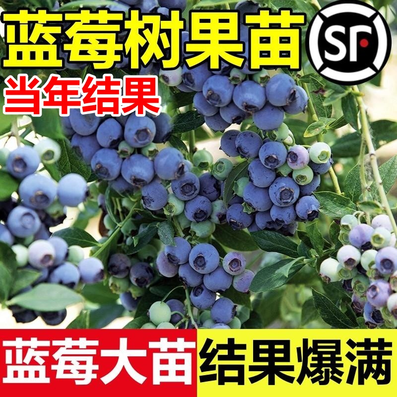 蓝莓树果苗蓝莓苗盆栽地栽果苗带大果南北方种植苗兔眼绿宝石果树-封面