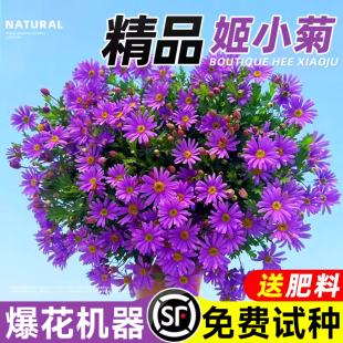 姬小菊盆栽带花苞玛格丽特花苗四季花卉阳台植物爆盆开花满天星