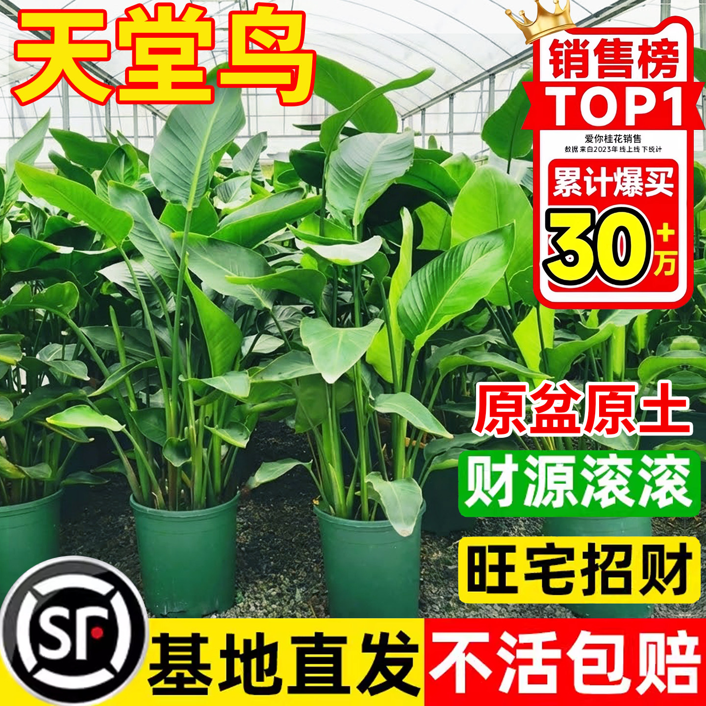 天堂鸟盆栽室内客厅大型绿植办公室高级感落地大叶植物花卉鹤望兰