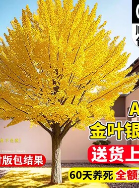 银杏树活苗带土大苗盆栽金叶银杏树桩庭院别墅南北方种植工程好养