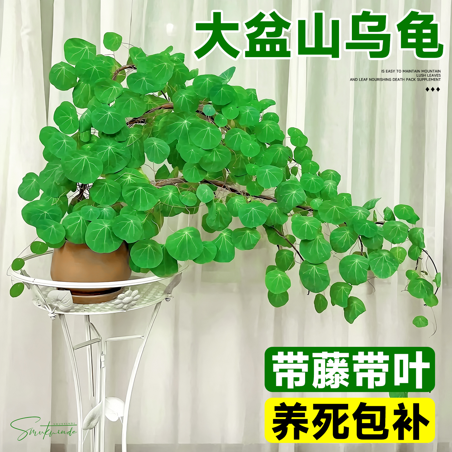 山乌龟好养易活居家百搭