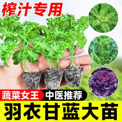 羽衣甘蓝新鲜大苗榨汁专用蔬菜