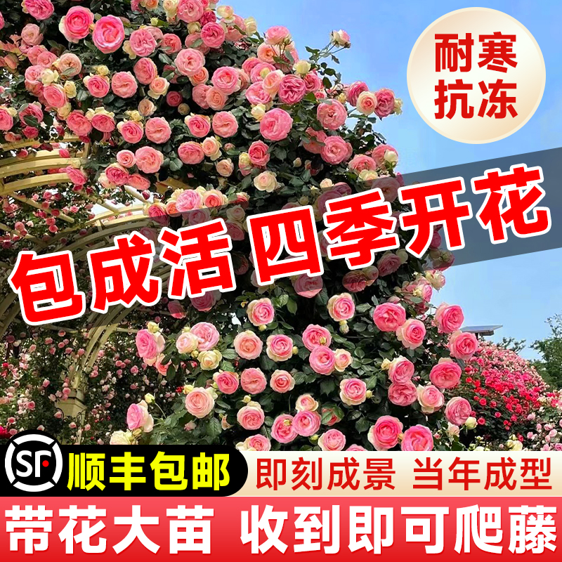 【1米6大苗】蔷薇花苗藤本月季