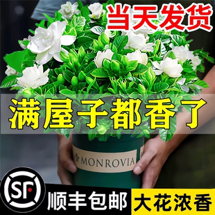 好養九里香 梔子花盆栽花卉植物室內綠蘿籮陽臺水培綠植茉莉花四季