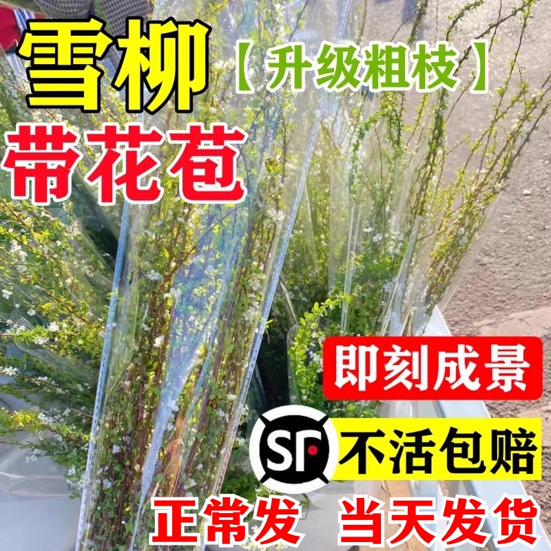 雪柳鲜枝带芽花苞水培植物干枝水养花卉室内插花龙柳干支鲜切云南-封面