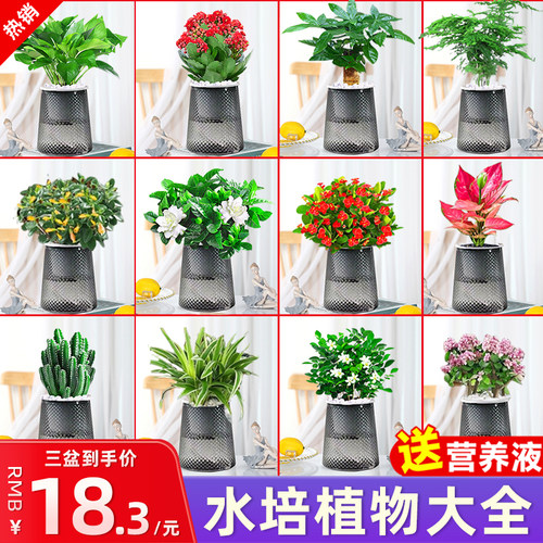 水培植物绿萝箩发财树多肉