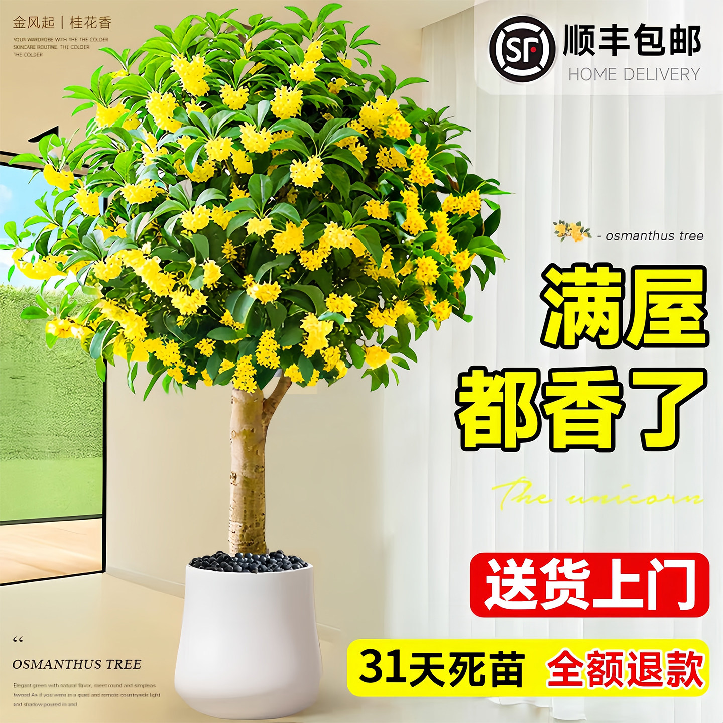 八月桂花树苗四季盆栽大型绿植室内办公室四季盆栽开花原生老桩