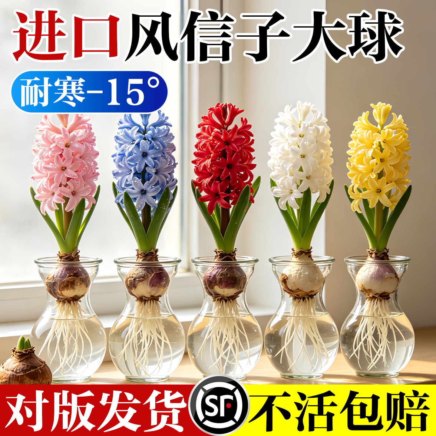 水培风信子种球荷兰进口大球土培套装冬季耐寒浓香室内阳台盆栽花