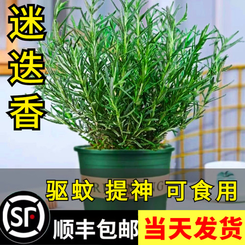 迷迭香盆栽牛排用百里可食薄