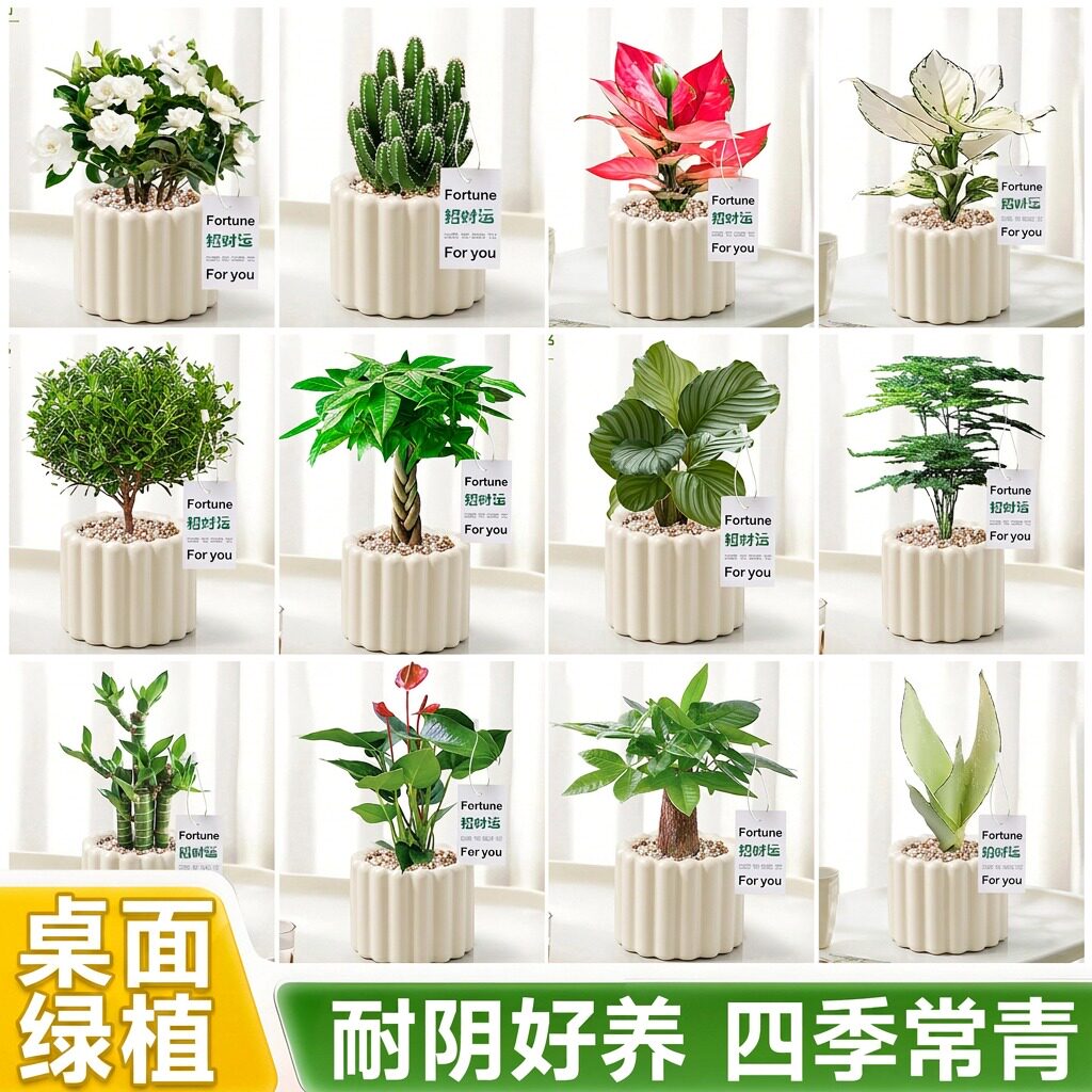 老师推荐幼儿园小植物盆栽图片
