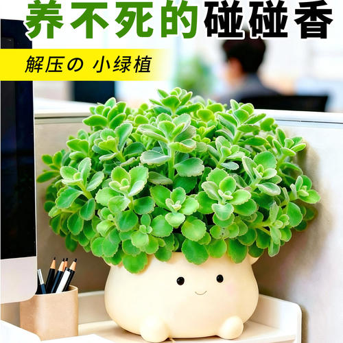 【全网热销10W+】趣味碰碰香盆栽