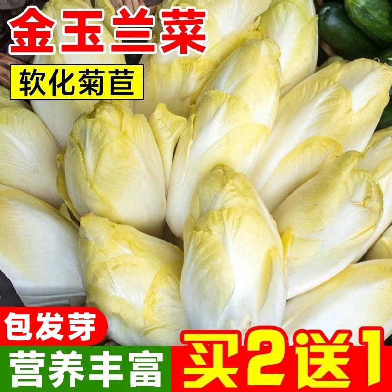 【低至3.2!】金玉兰菜种籽