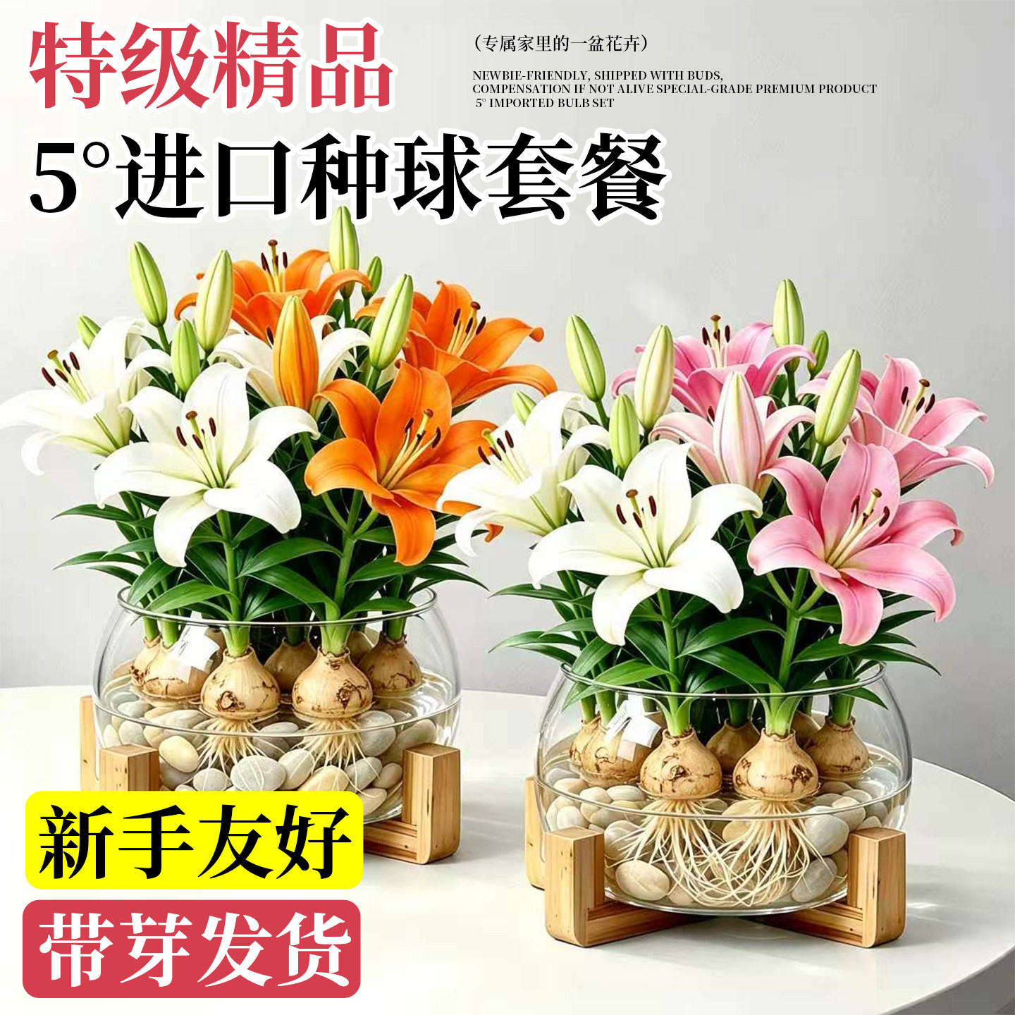 【全网热销】百合花种球水培