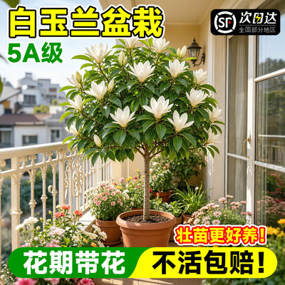 白兰花盆栽老桩矮化玉兰花带花苞