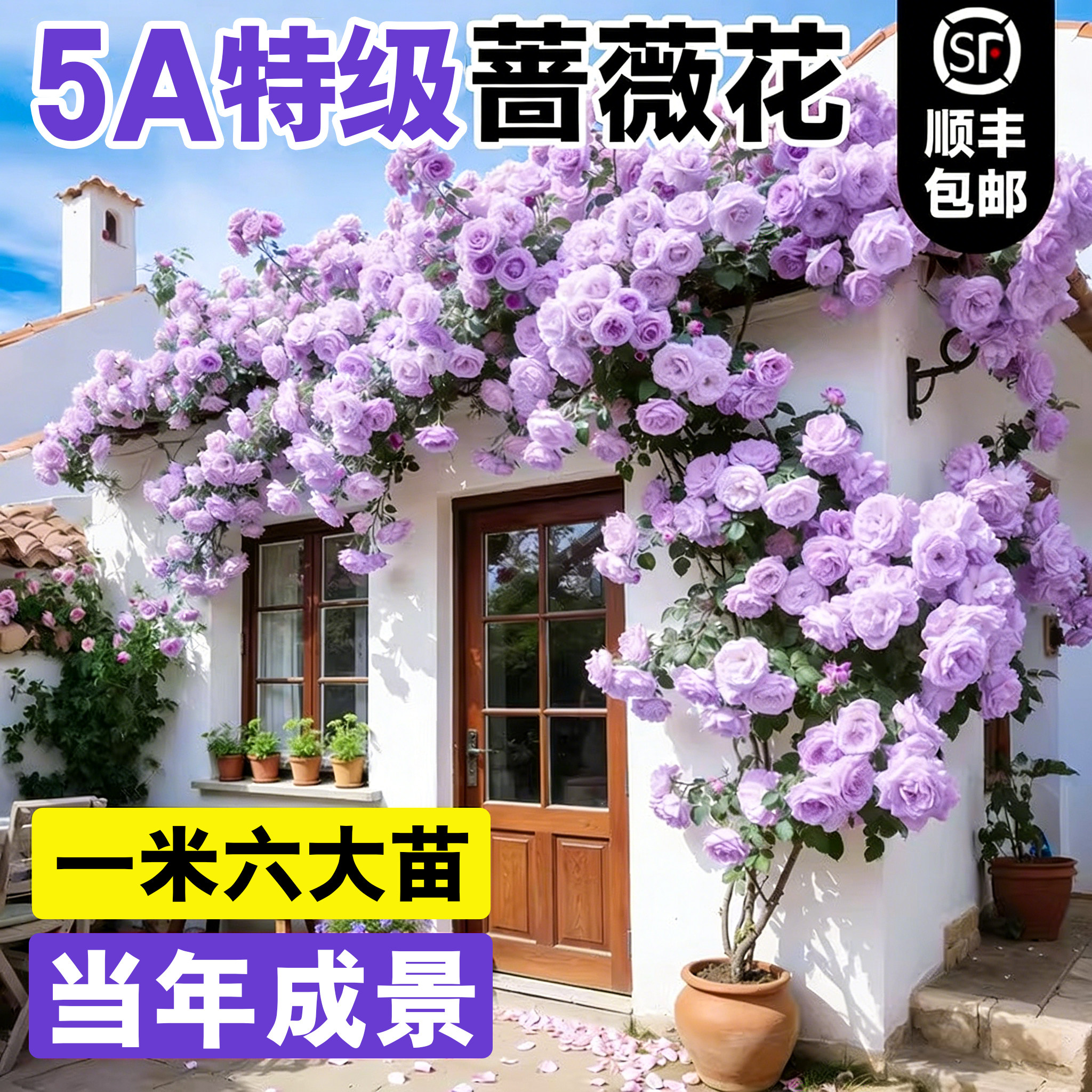 蔷薇花树苗爬藤特大号月季四季开花大苗庭院植物阳台花卉玫瑰盆栽