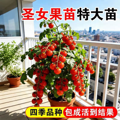 圣女果千禧小番茄秧苗盆栽