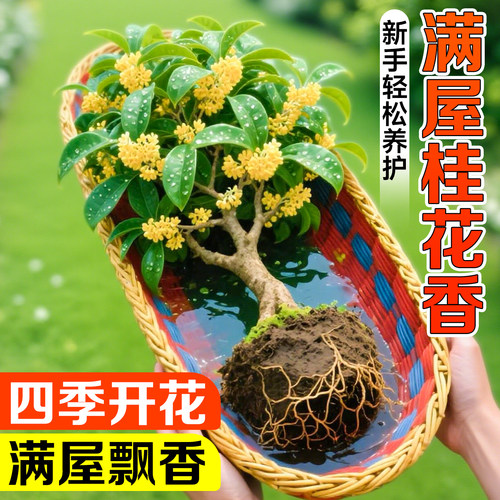特级桂花盆栽树苗浓香花卉好养活